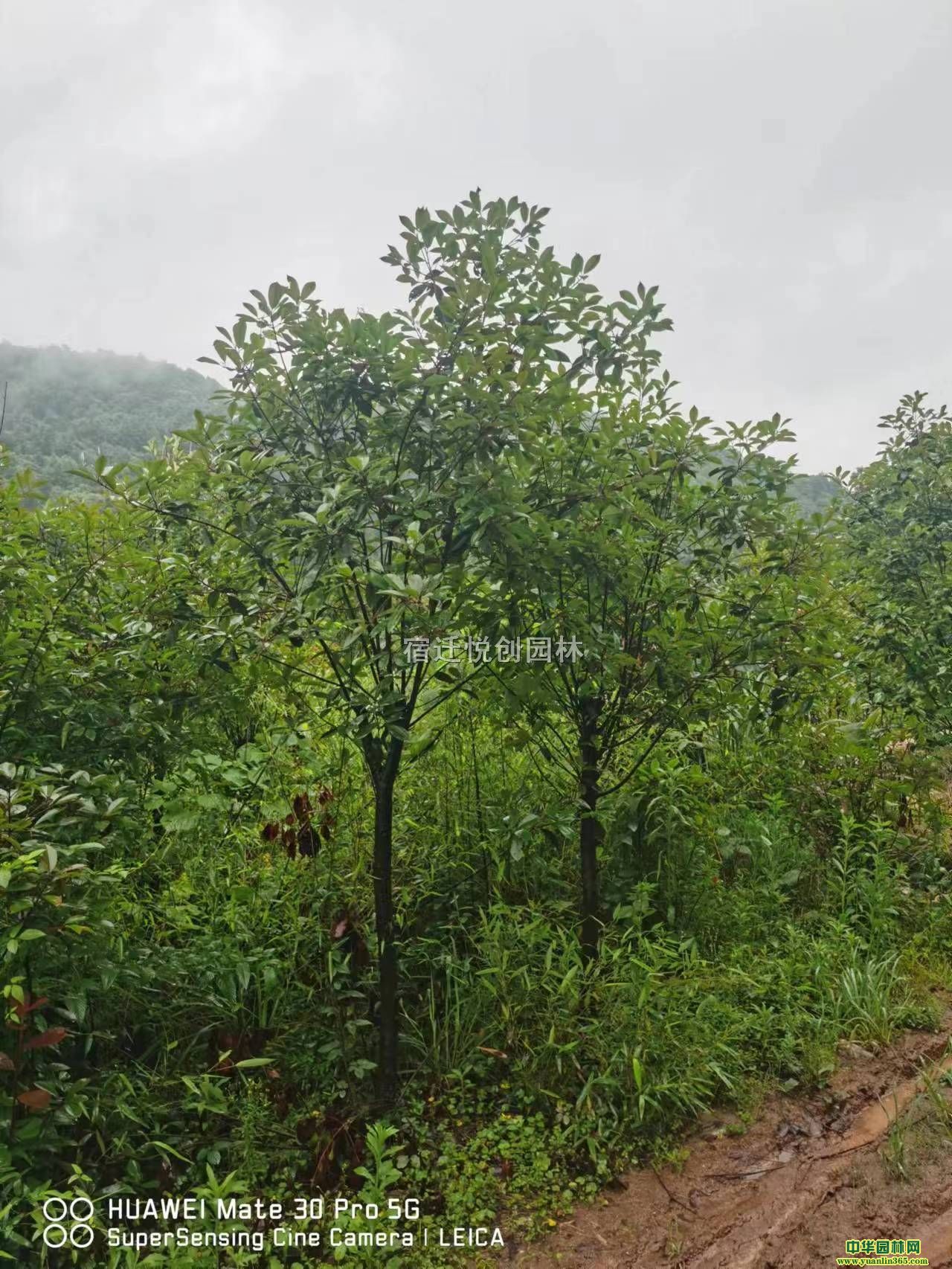 ꖮa(chn)ؼt~ʯ骘ľ