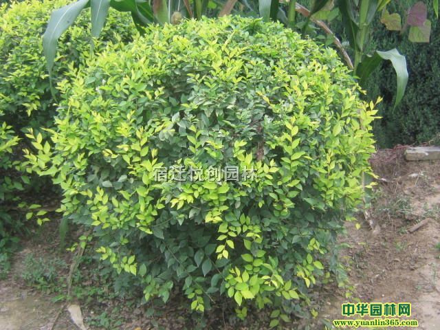 z|lìlz|lìС硢z|lìľ