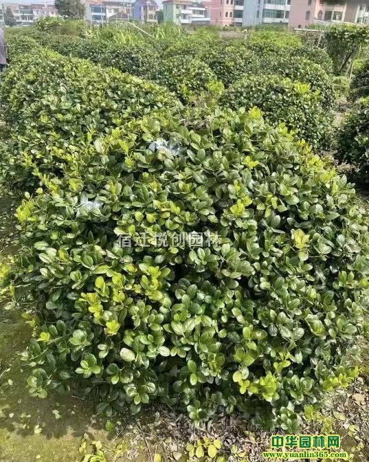 ̘(gu)򡢟o۹ڷ80-200