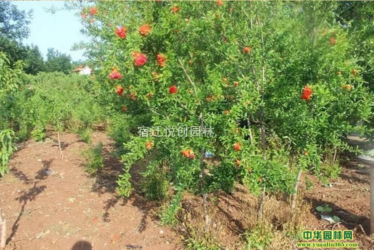 ʯa(chn)ءN۹(sh)񡢪(d)Uʯ