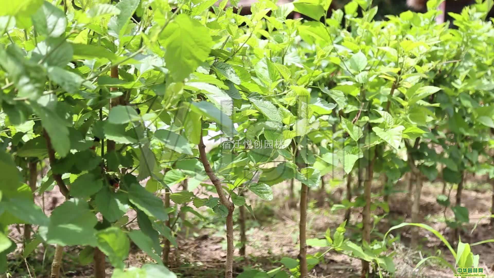 ɣ(sh)Nɣ(sh)С硢ɣ(sh)