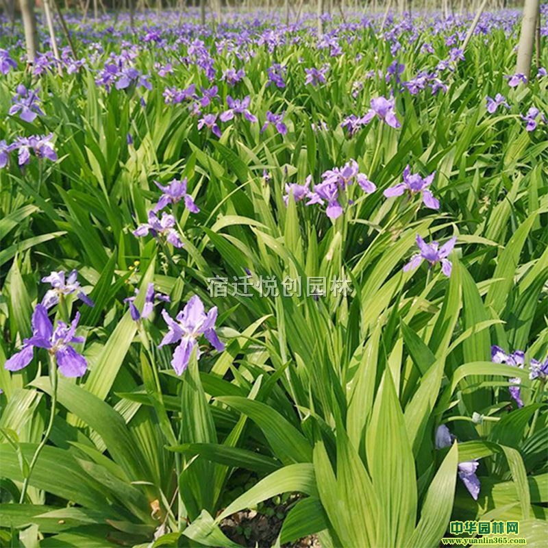 NSβmSβС硢ˮSβNֲ