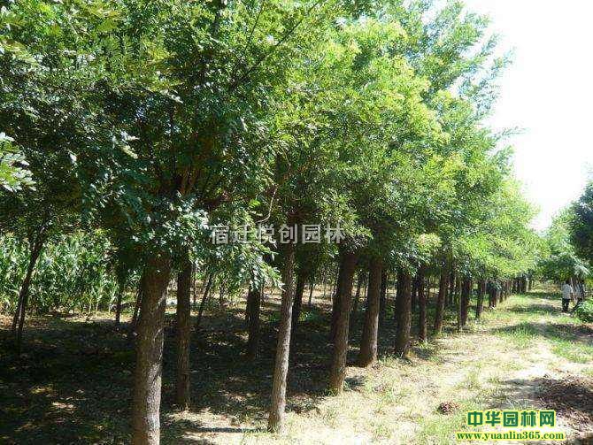 (yng)(gu)ľ-(gu)СDƬ