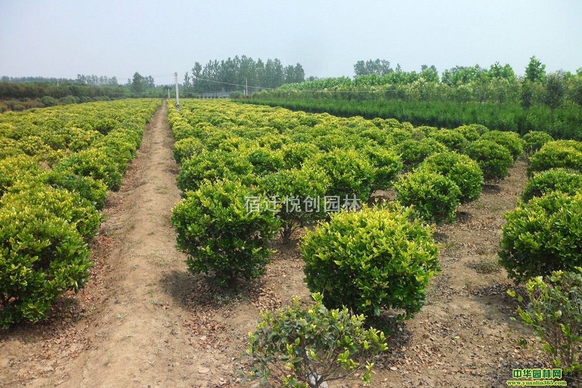 cN۽ɭŮؑ򡢽ɭŮؑ