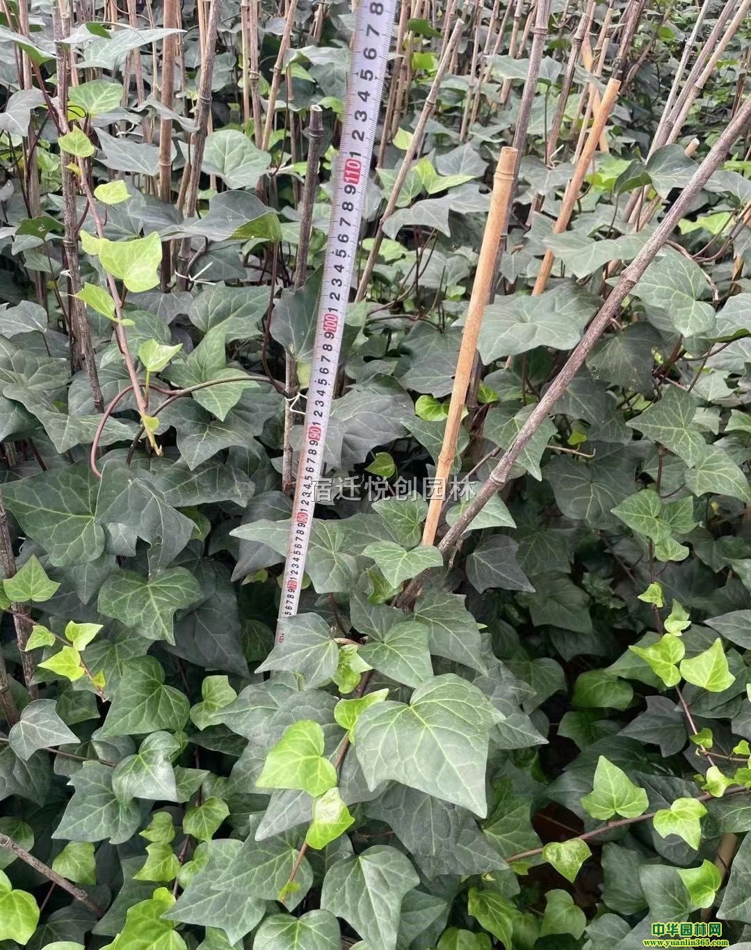 50-120ֵĻ~l(f)r(ji)