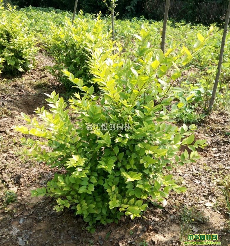 ꖽ~Ůؑl~ŮؑDƬS~S