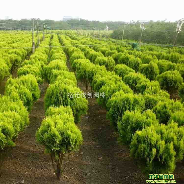 50-60ڷa(chn)ذl(f)؛