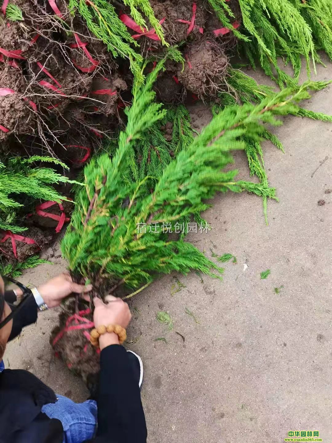 40-60С硢ؘ硢СءءGС硢̹ľ