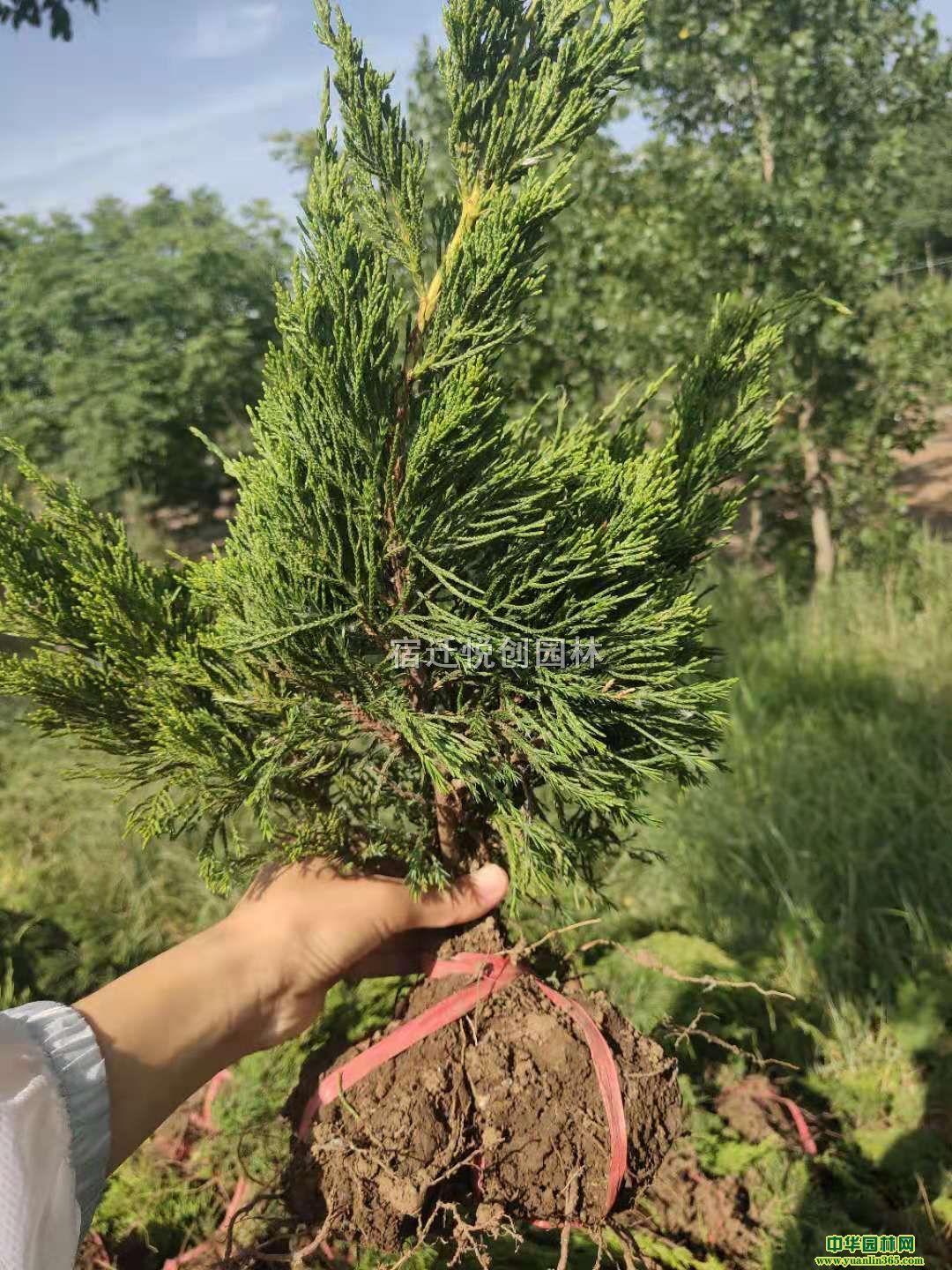 (yng)ػءСXһꡢСa(chn)ء