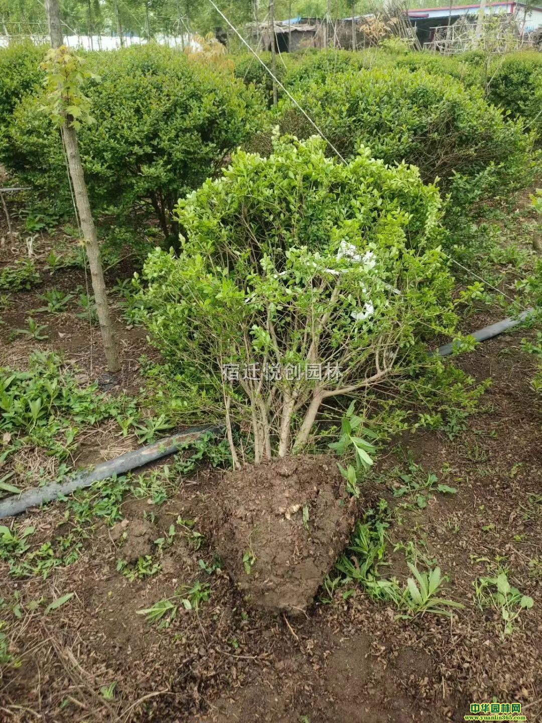 С~Ůؑ30-50ڷŮؑ