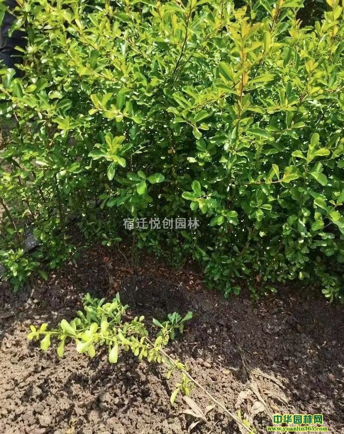 Ka(chn)ػ𼬡10-15ֻ