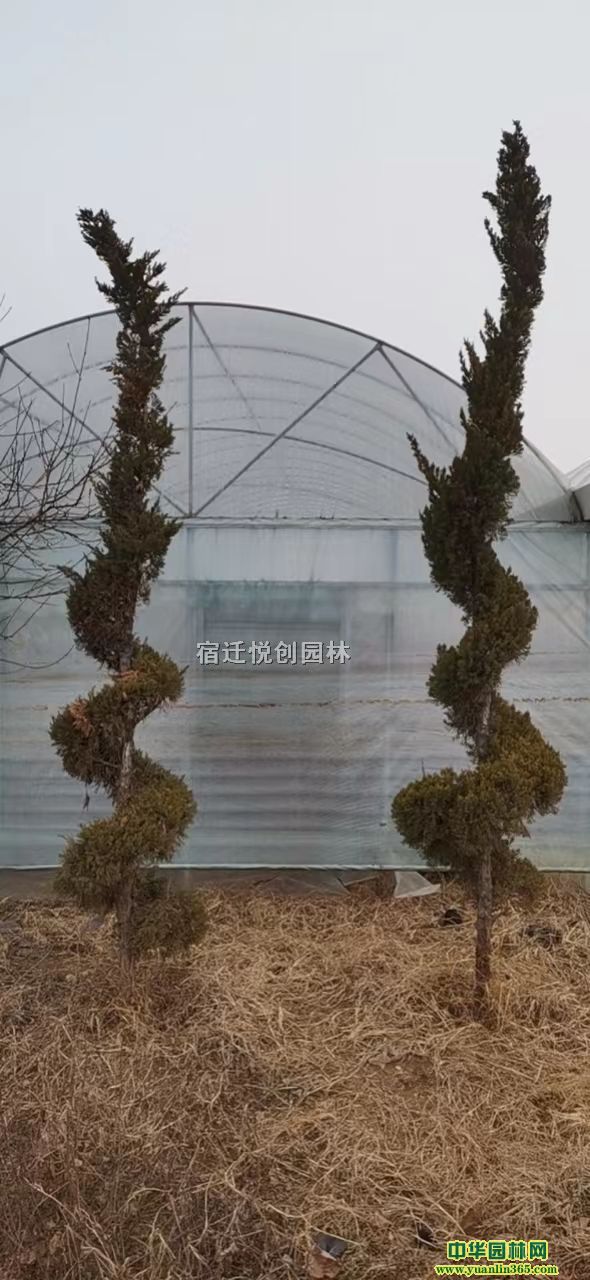 ֱNֱN؃(yu)ݹ(yng)