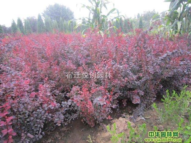 ꖹ60-90ڷ~С򡢼t~Сľ