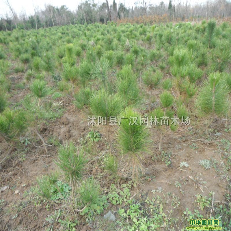 RβɡRβ硢Rβɘ硢Rβɹ