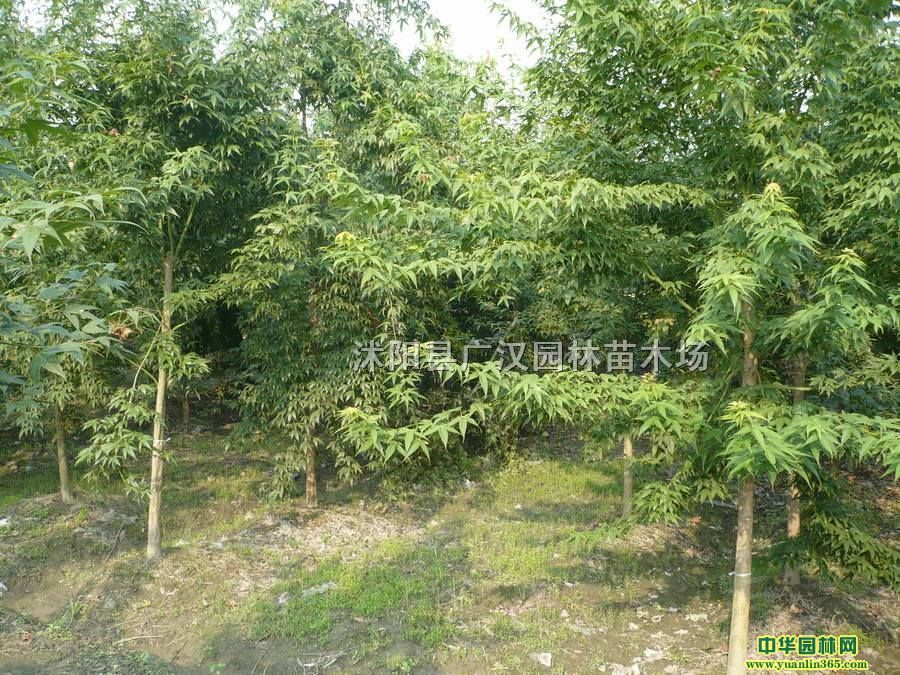 (yng)؄eF(xin)؛u(mi)