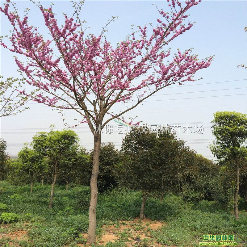 Gɻʸֲl؛ٶȿ