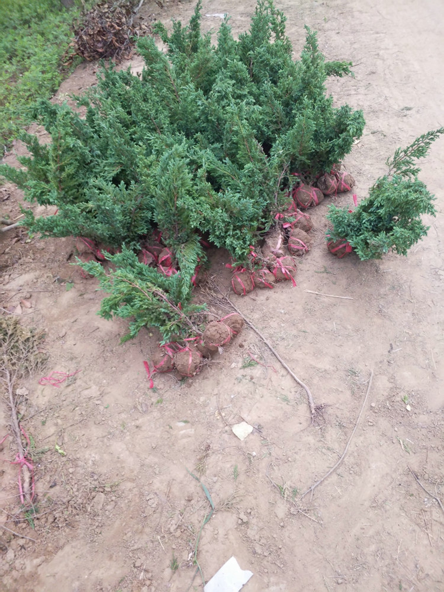 綠化苗地柏、鋪地柏、爬地柏