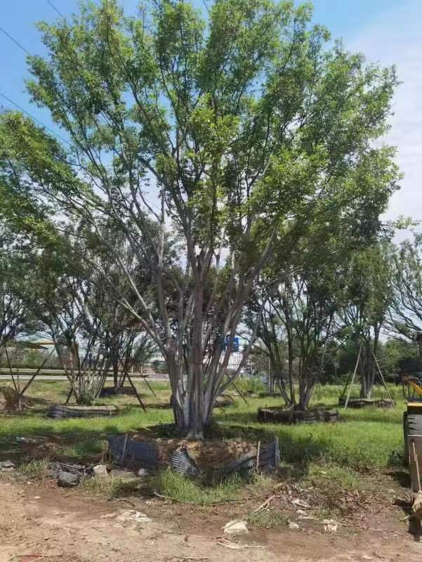 (yng)(sh)G(sh)ľҎ(gu)|(zh)(yu)r(ji)