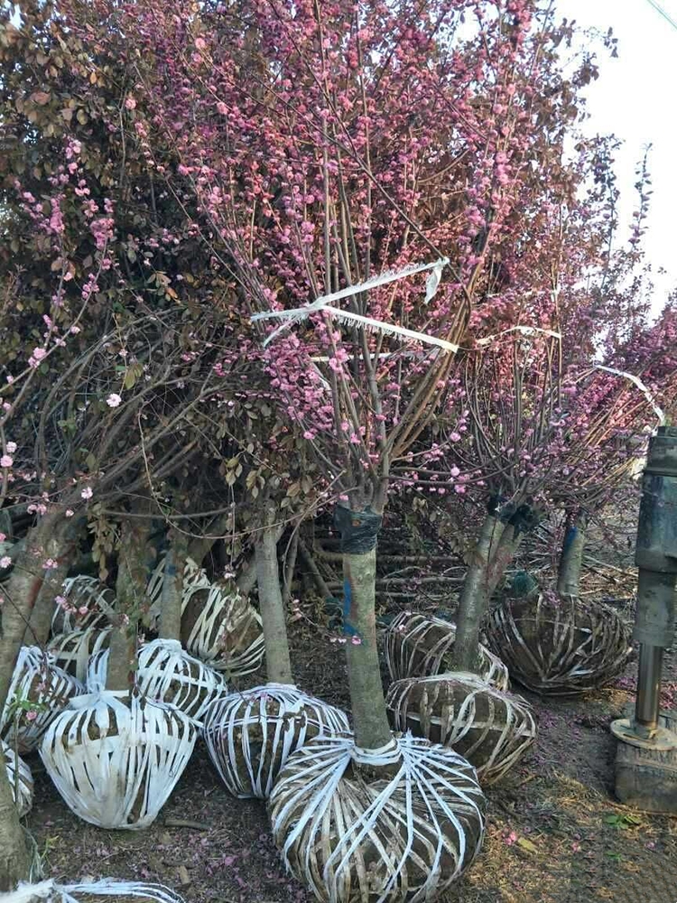 (yng)~÷ֱl(f)؛Դr(ji)̓r(ji)(yu)