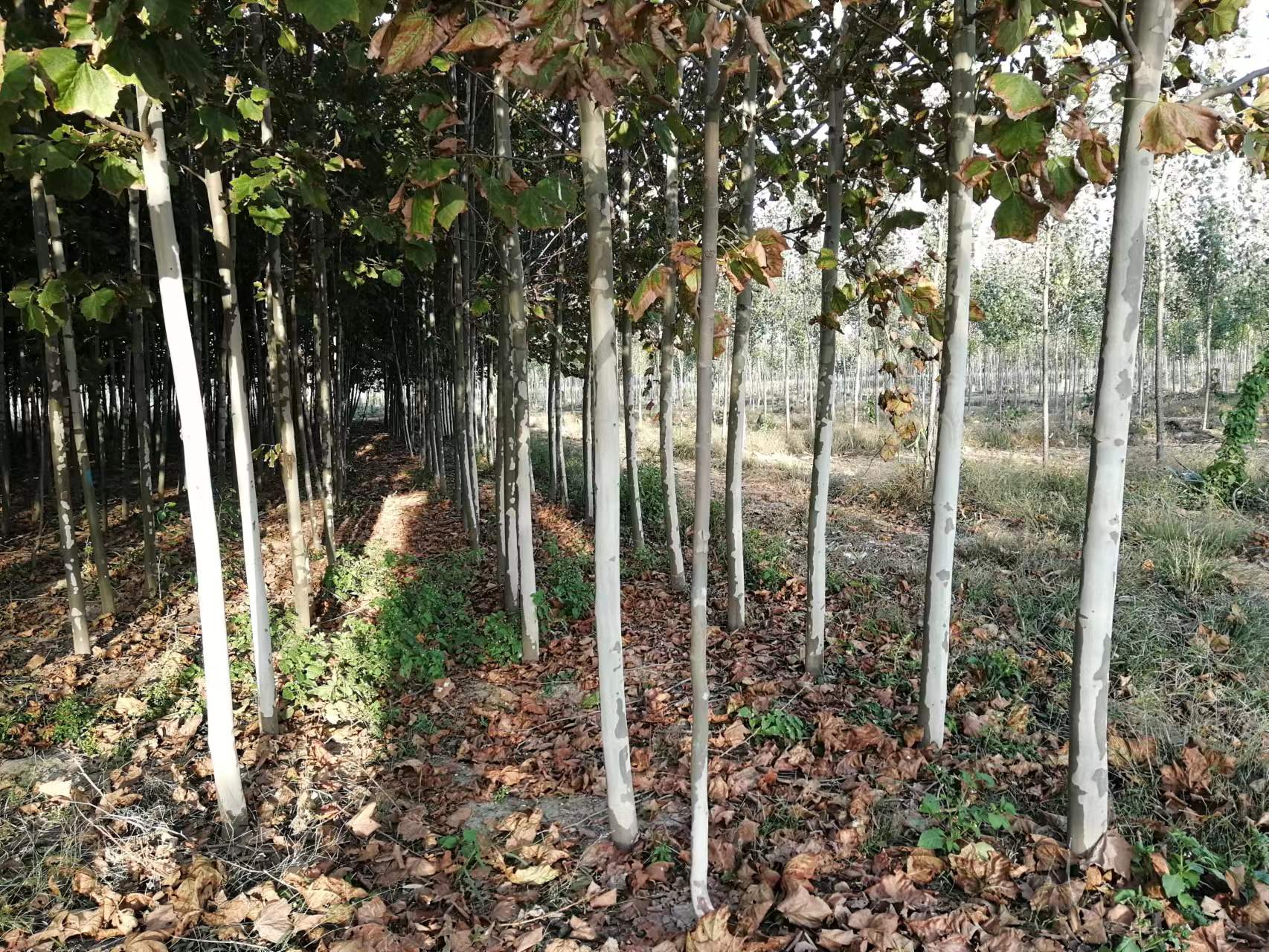 ͩͩ(sh)1300á6ԭڡ8-12