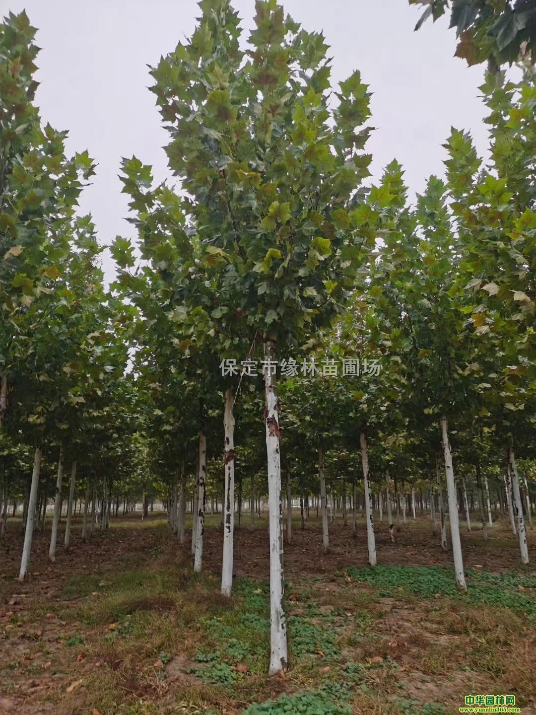 8ַͩ8ַͩr(ji)8ַͩ̎(gu)ͩ