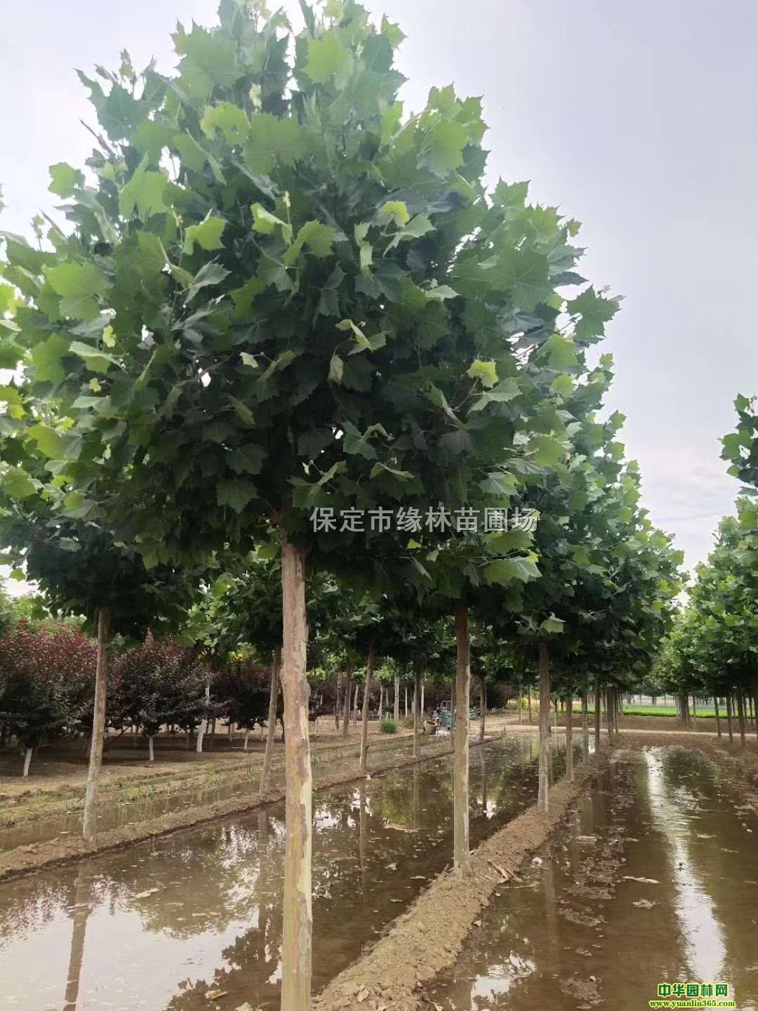 12ַͩ̎12ַͩS12ַͩr񡢷ͩ