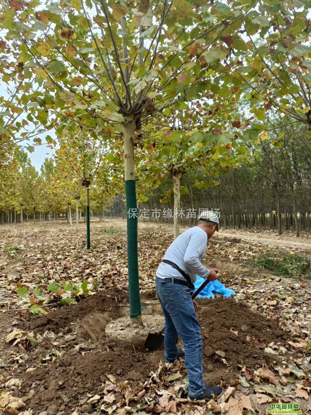 15ַͩr15ַͩ̎15ַͩl(f)ͩ