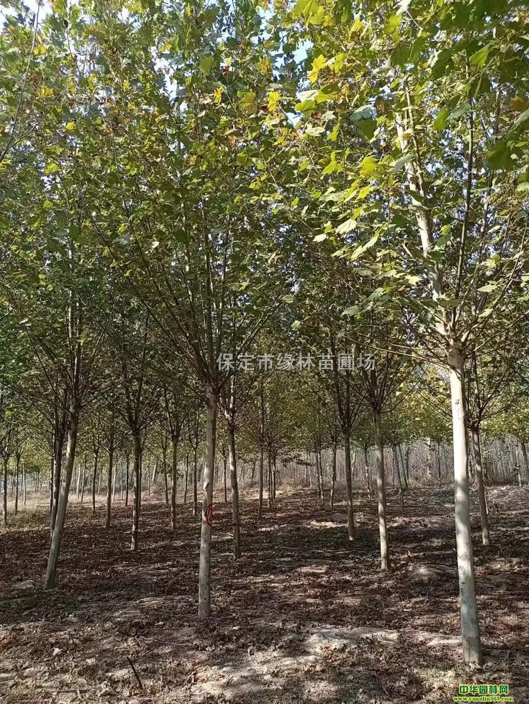 16ַͩ̎16ַͩ16ַͩlͩ