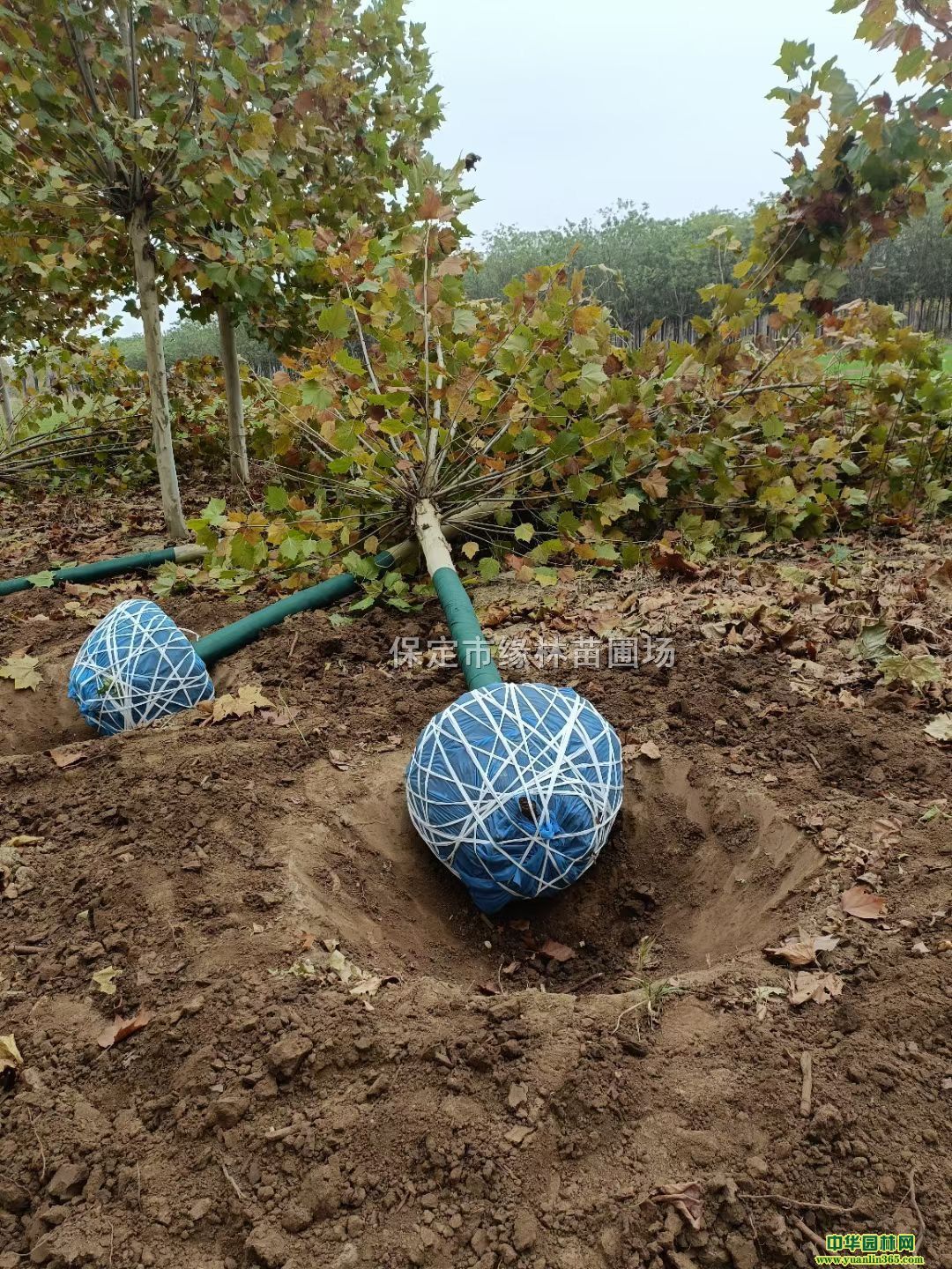 17ַͩ̎17ַͩS17ַͩr񡢷ͩ