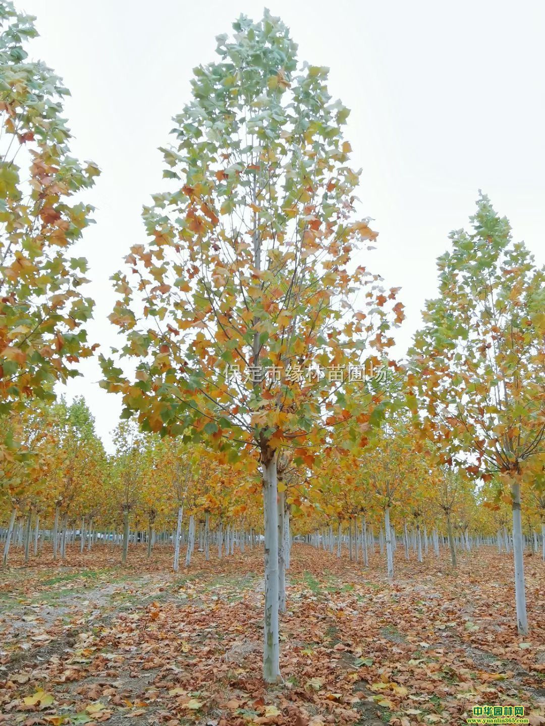 22ַͩl22ַͩr22ַͩ󡢷ͩ