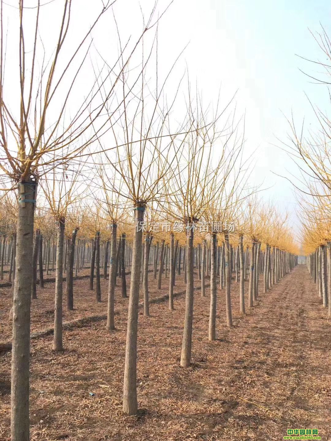 12ֽ֦̎12S𻱃r12ֽ֦l