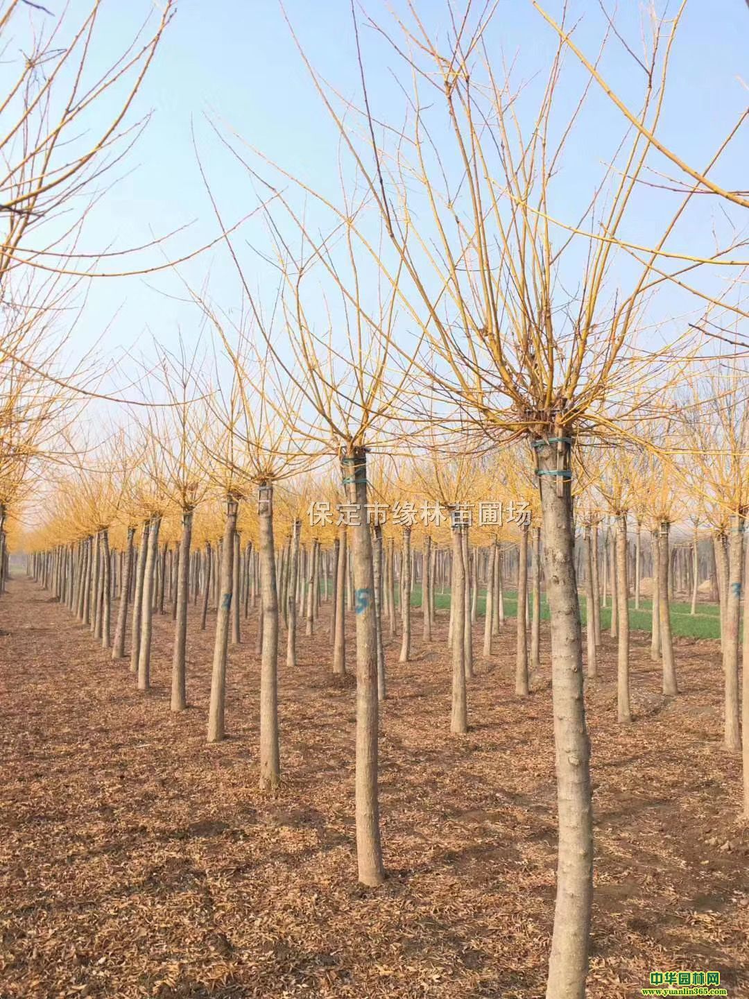 14ֽ֦Sҡ14ֽ֦r14S̎