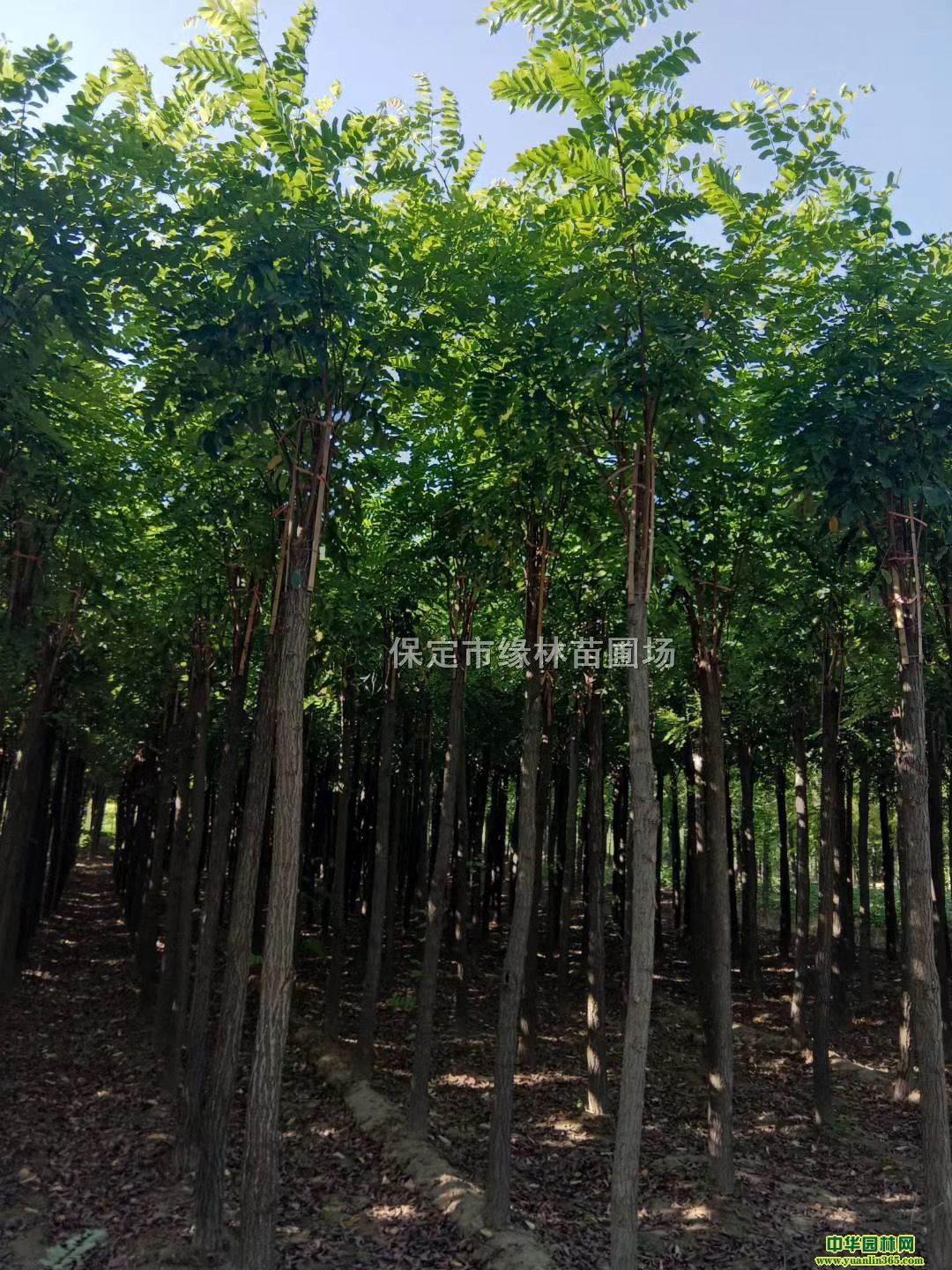 6㻨r(ji)6㻨l(f)6㻨̎