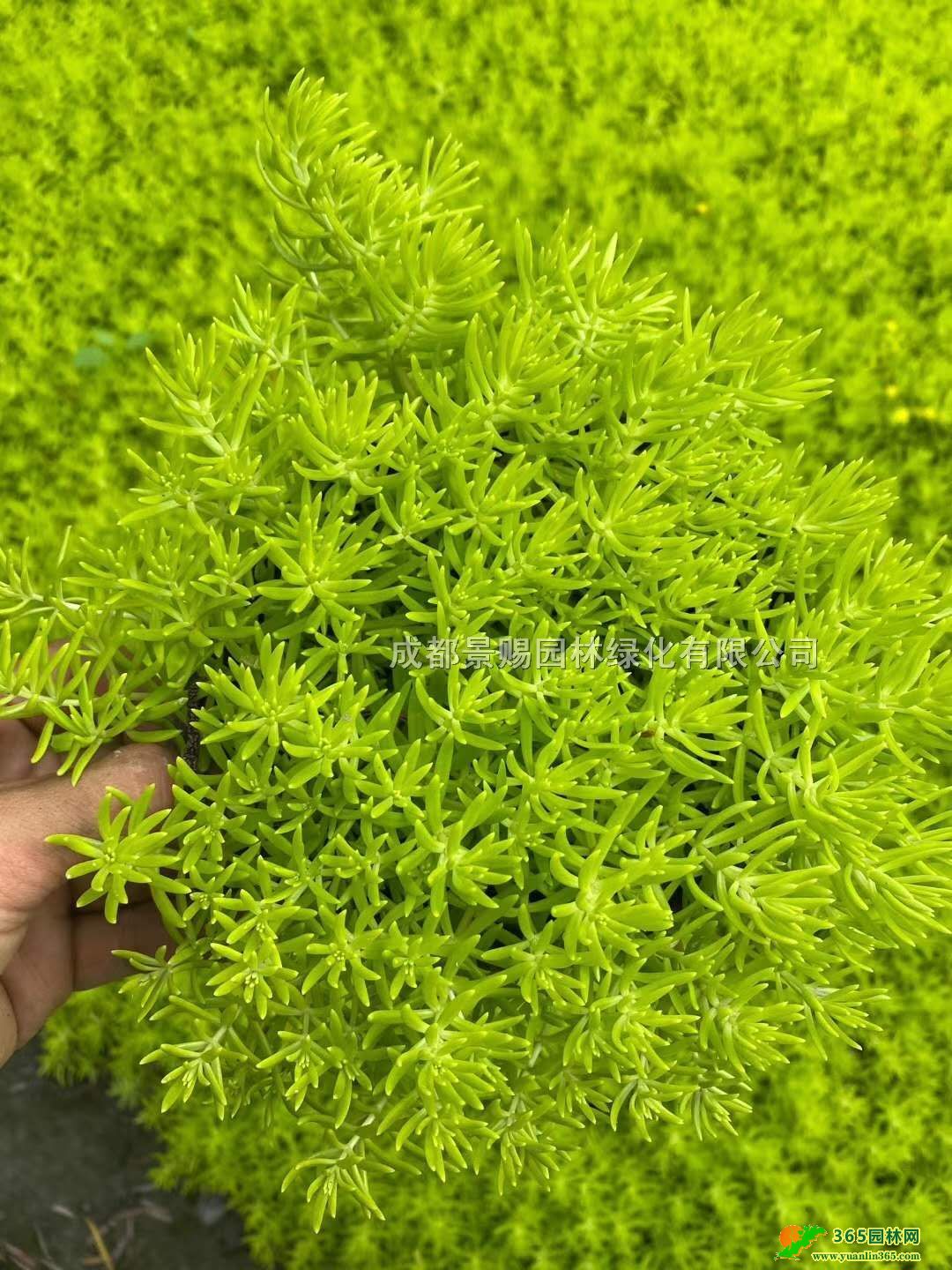 ĴײlءɶײݷPӡ~ײݱֱl