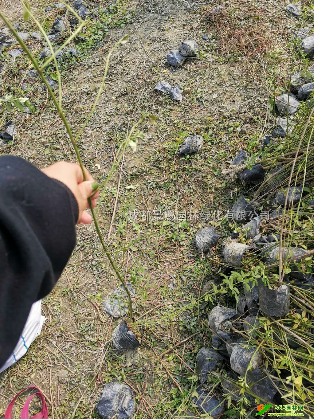 Ĵɶɶӭءl1-1.5׸ӭӭС