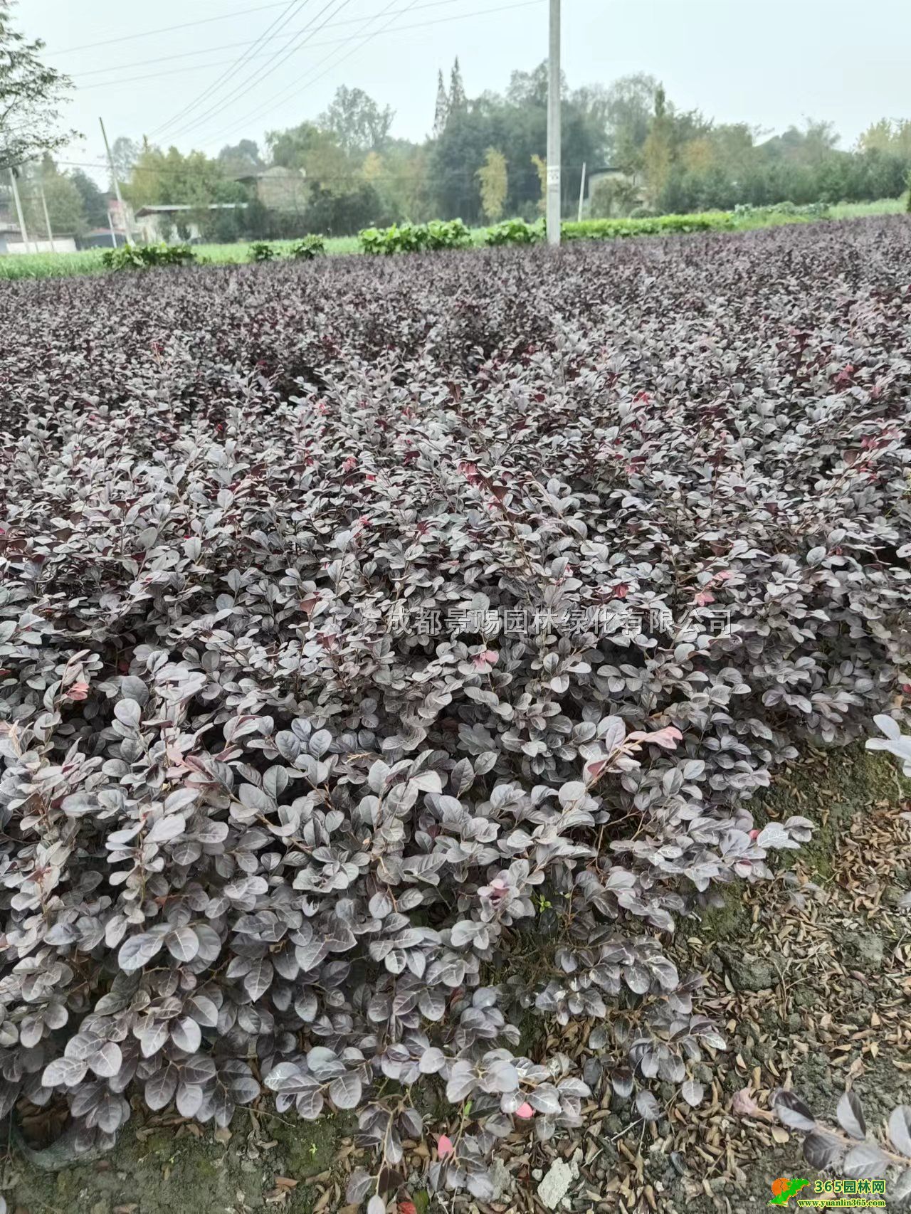 30-40߼t^ľl(f)ءFݡؑcĴt^ľ