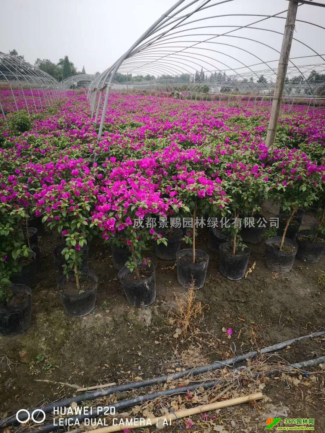 ĴV÷ءl50-1׸÷2-3׸ٱ