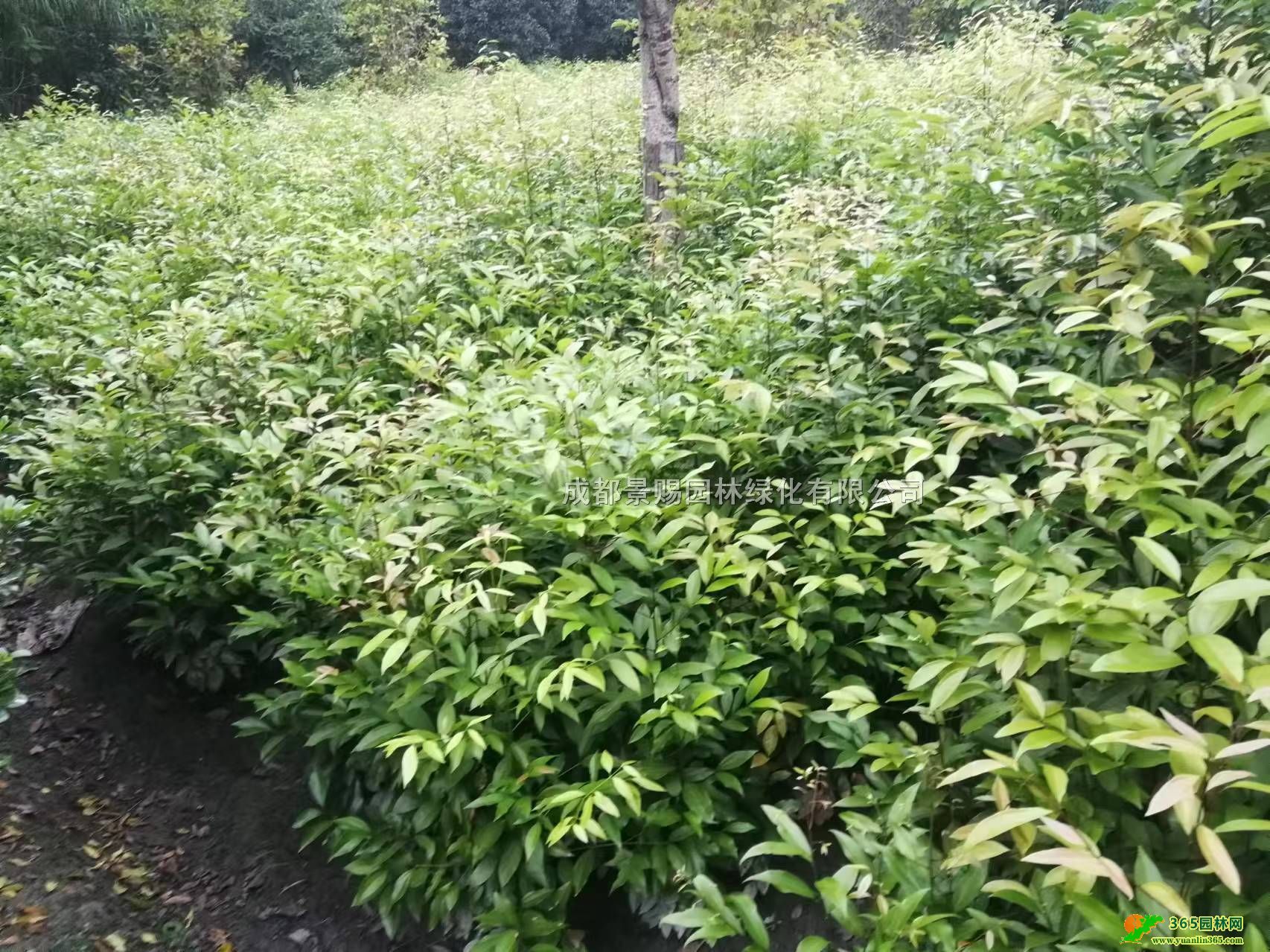 ɶùGhءl(f)1-1.5׸ùGh