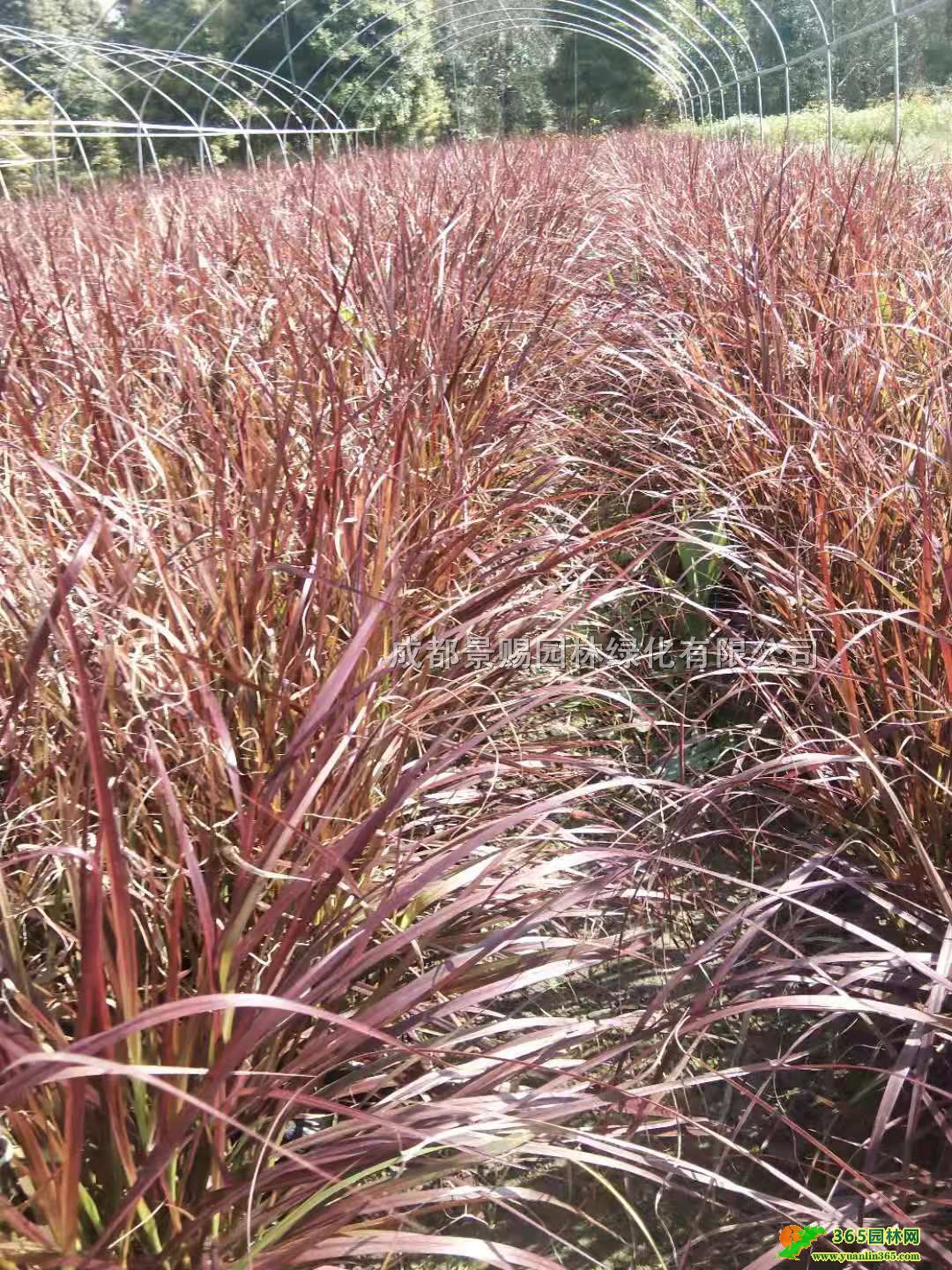 ؑcFݡĴ~βݻءl30-40~β