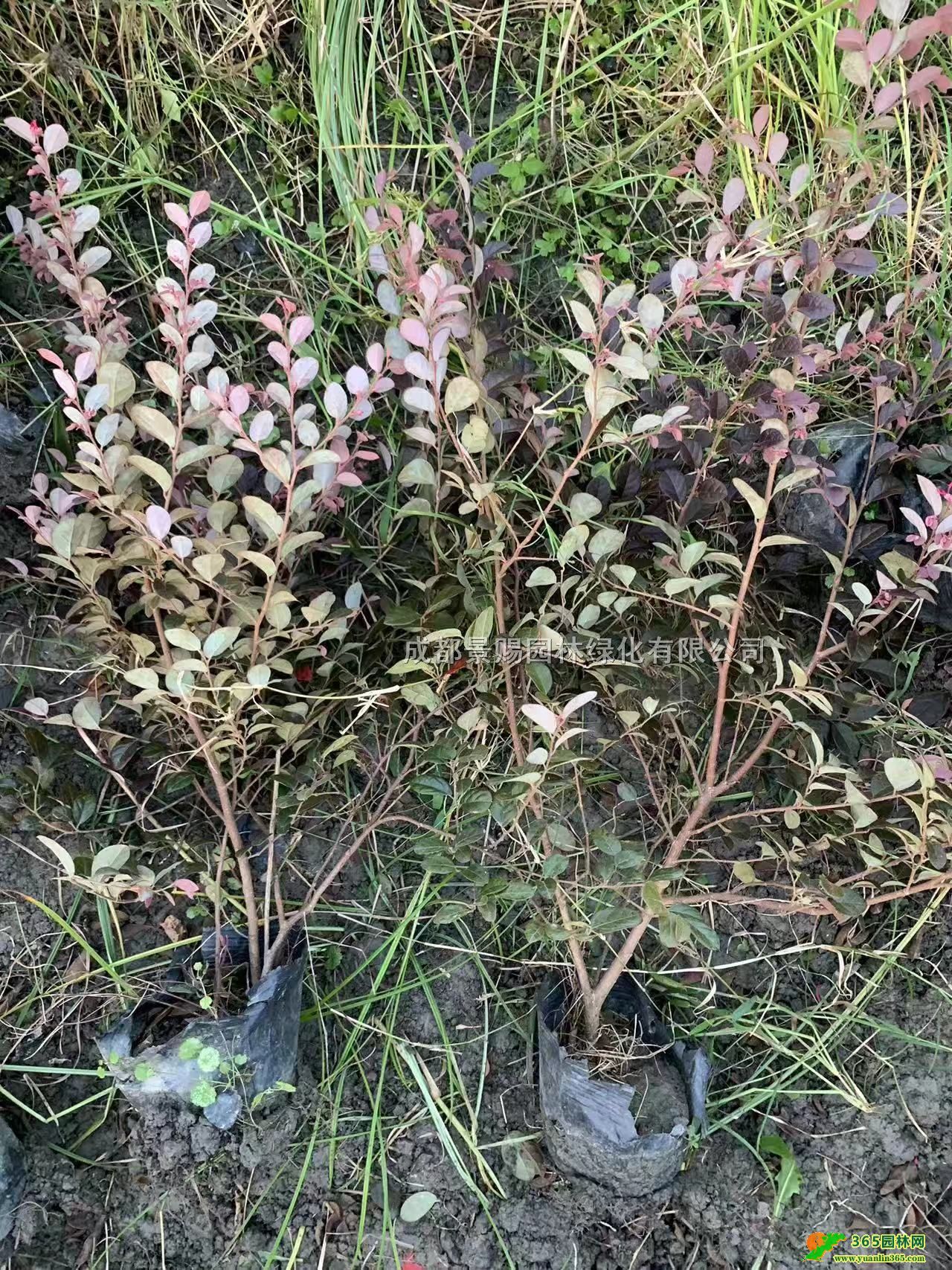 50߼t^ľС30߼t^ľt^ľl