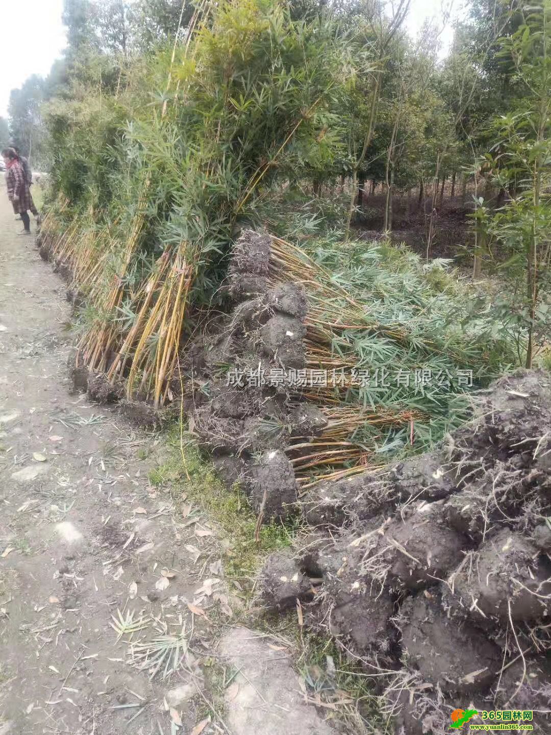 ٽzlء2-3׸ٽz硢ؑcĴٽz