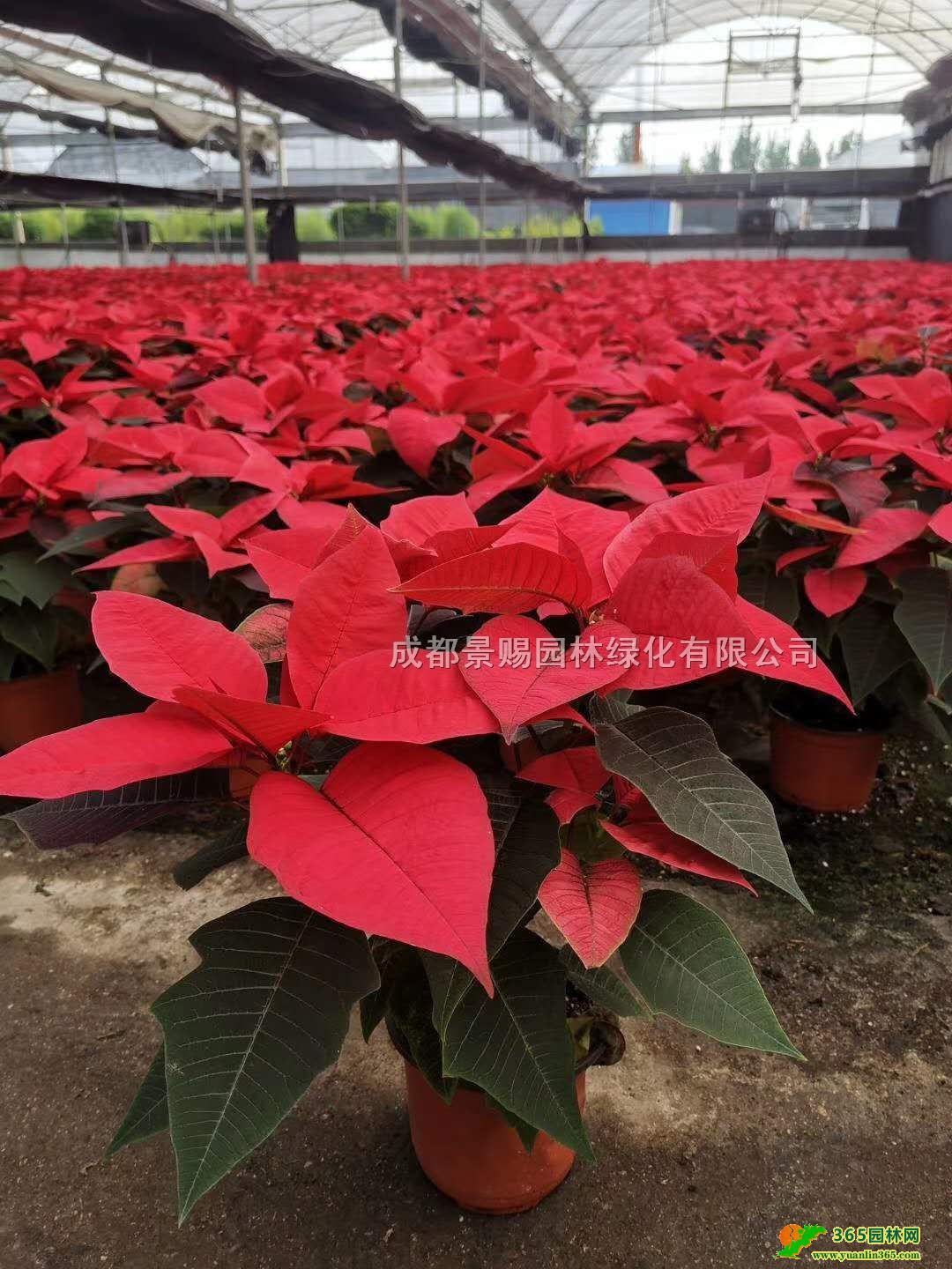 16һƷtl15һƷtء20-40һƷt