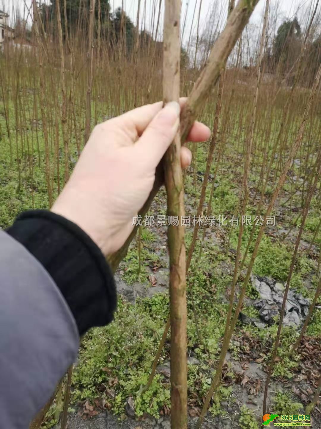 ɶ3-5-12ޱlĴؑcޱlӻ