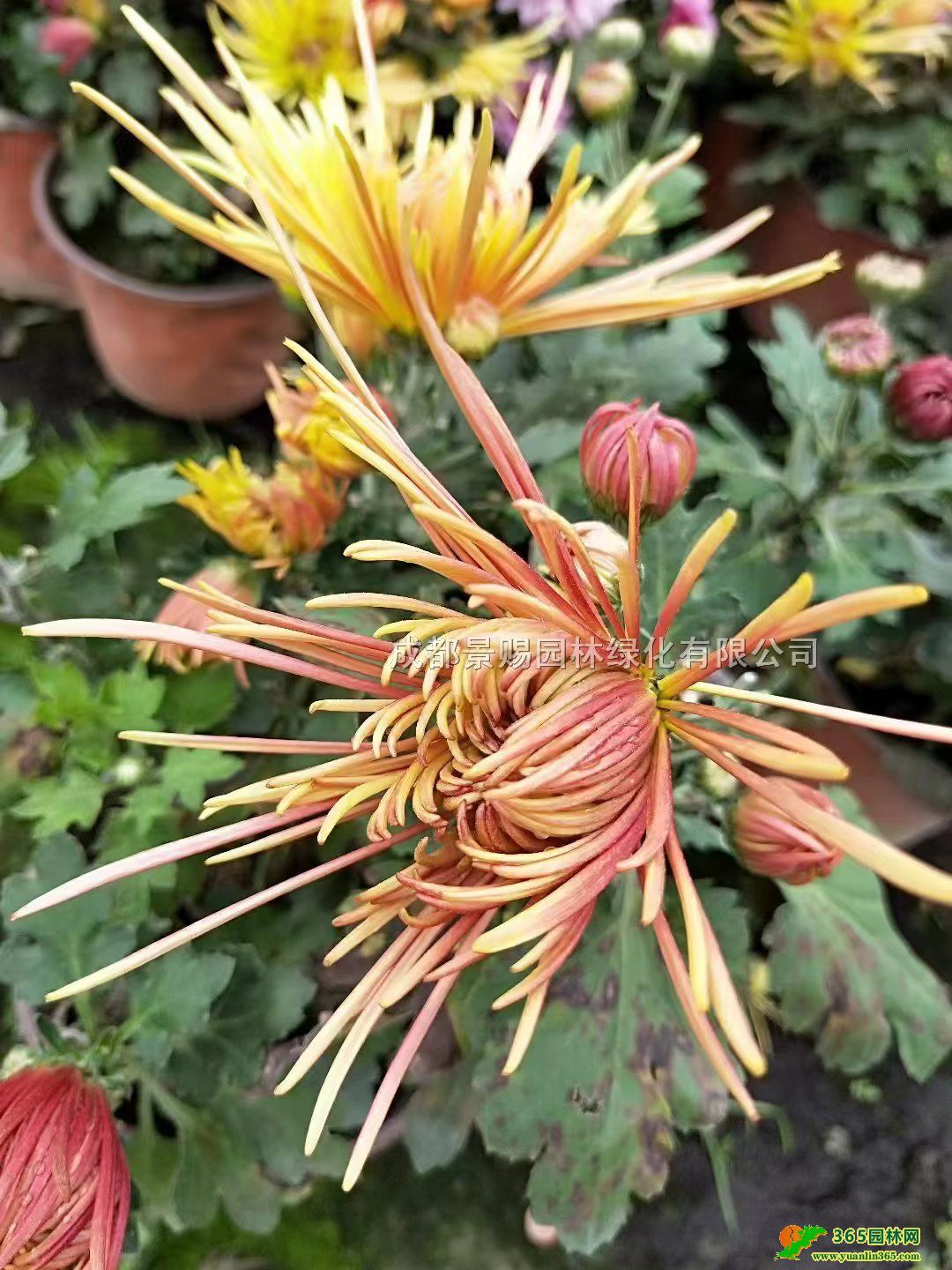 Ʒջ硢ջ硢ջpɫջջl(f)