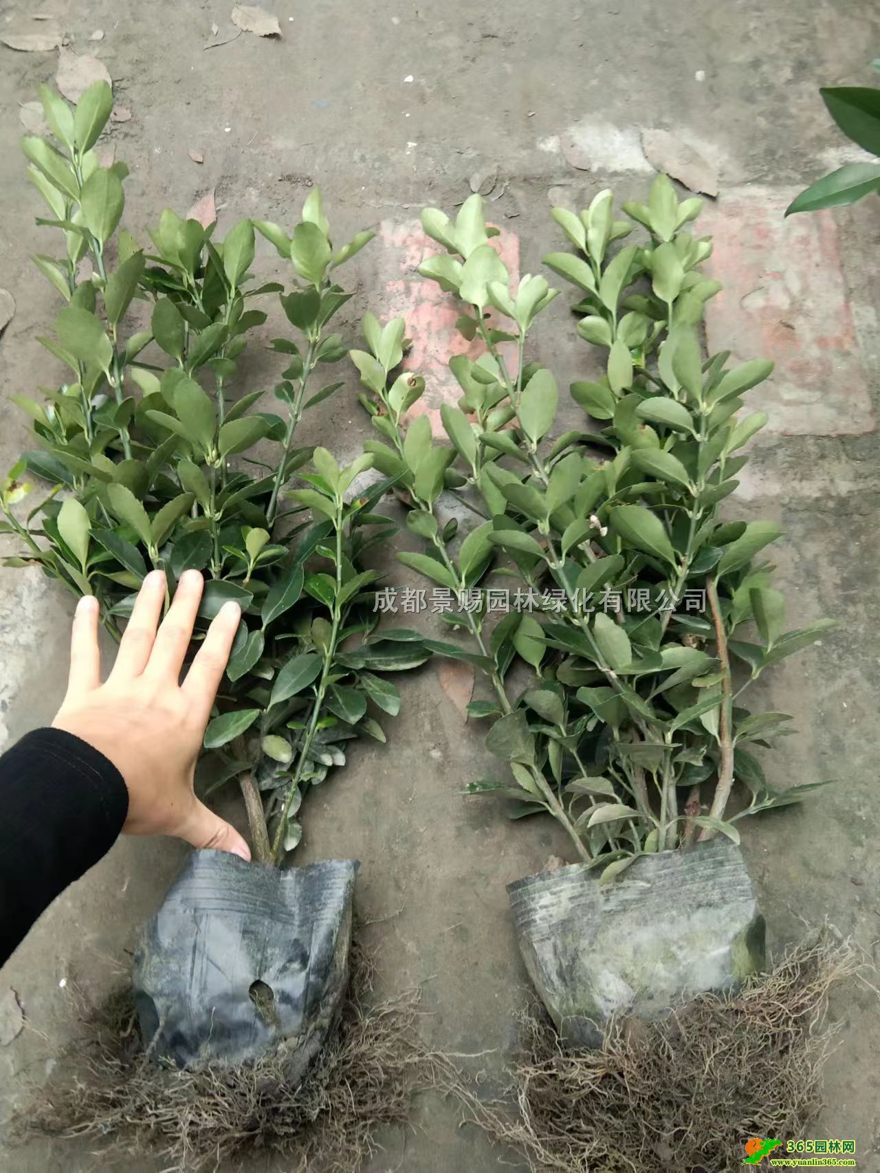 50f󱭡16f\ӡfءl(f)S