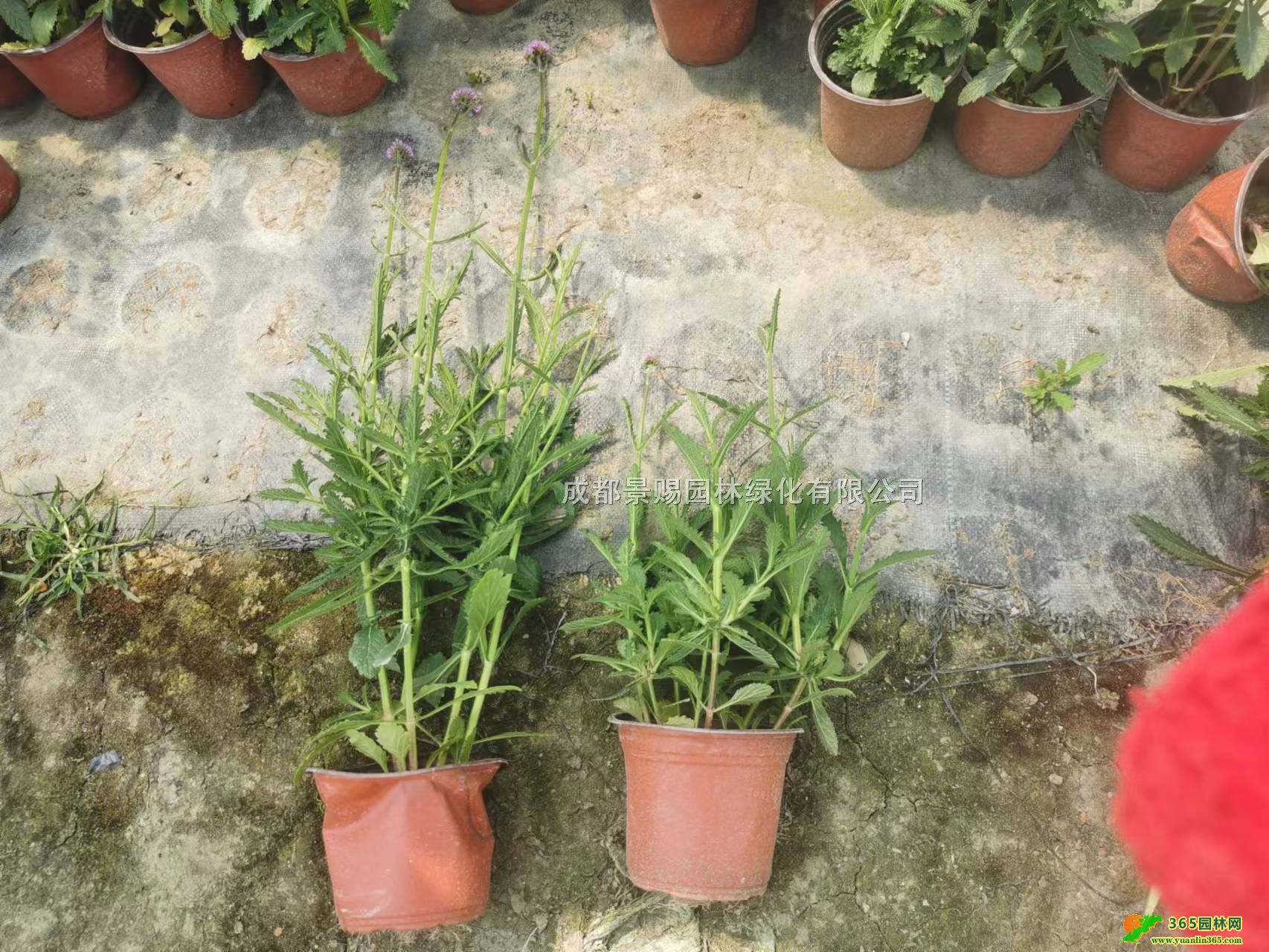 ĴR޲ݻءl(f)30-60R޲ݡR޲݃ɼӁl(f)