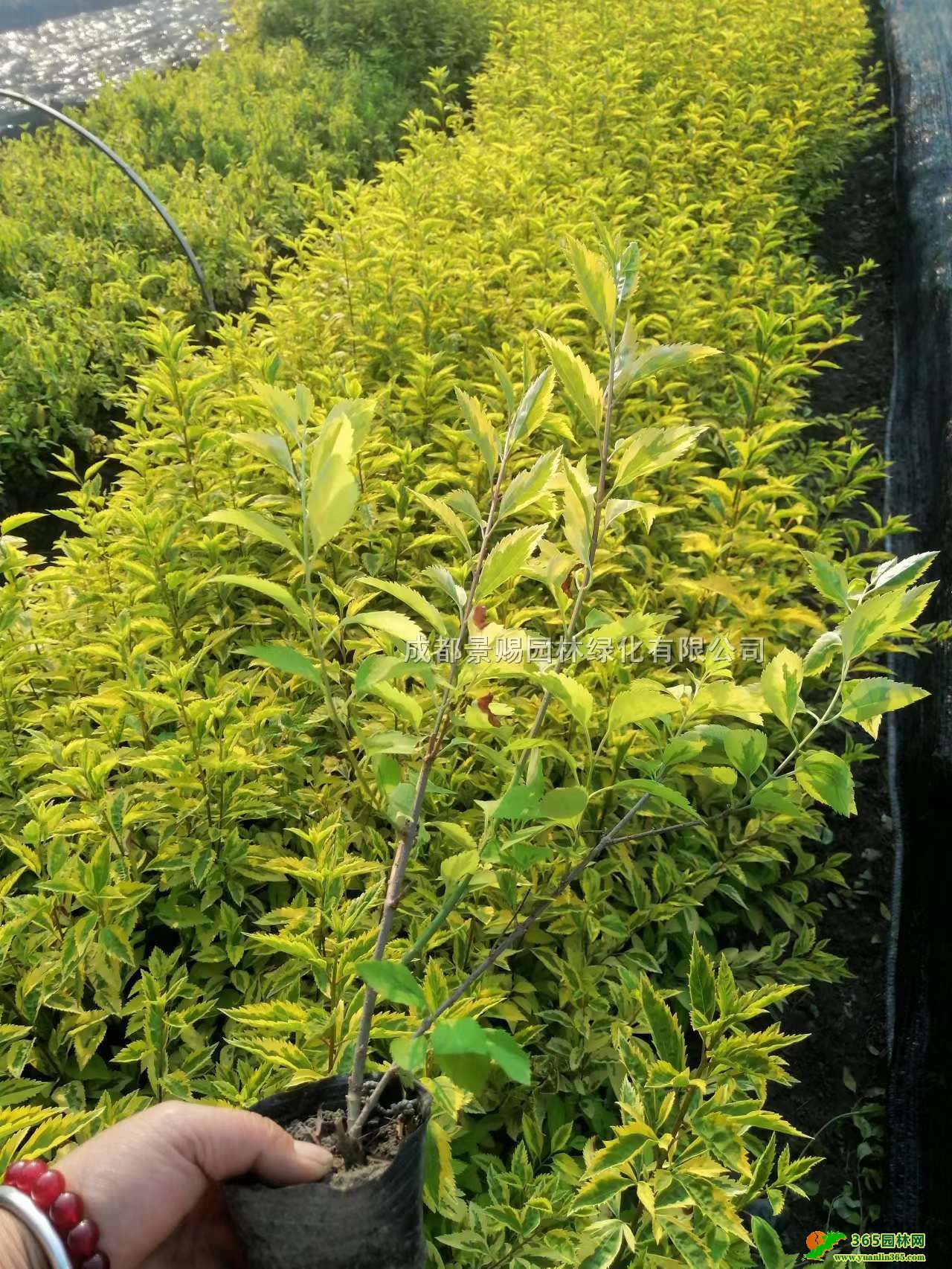 16~BNء40-50߻~BNۡĴBN