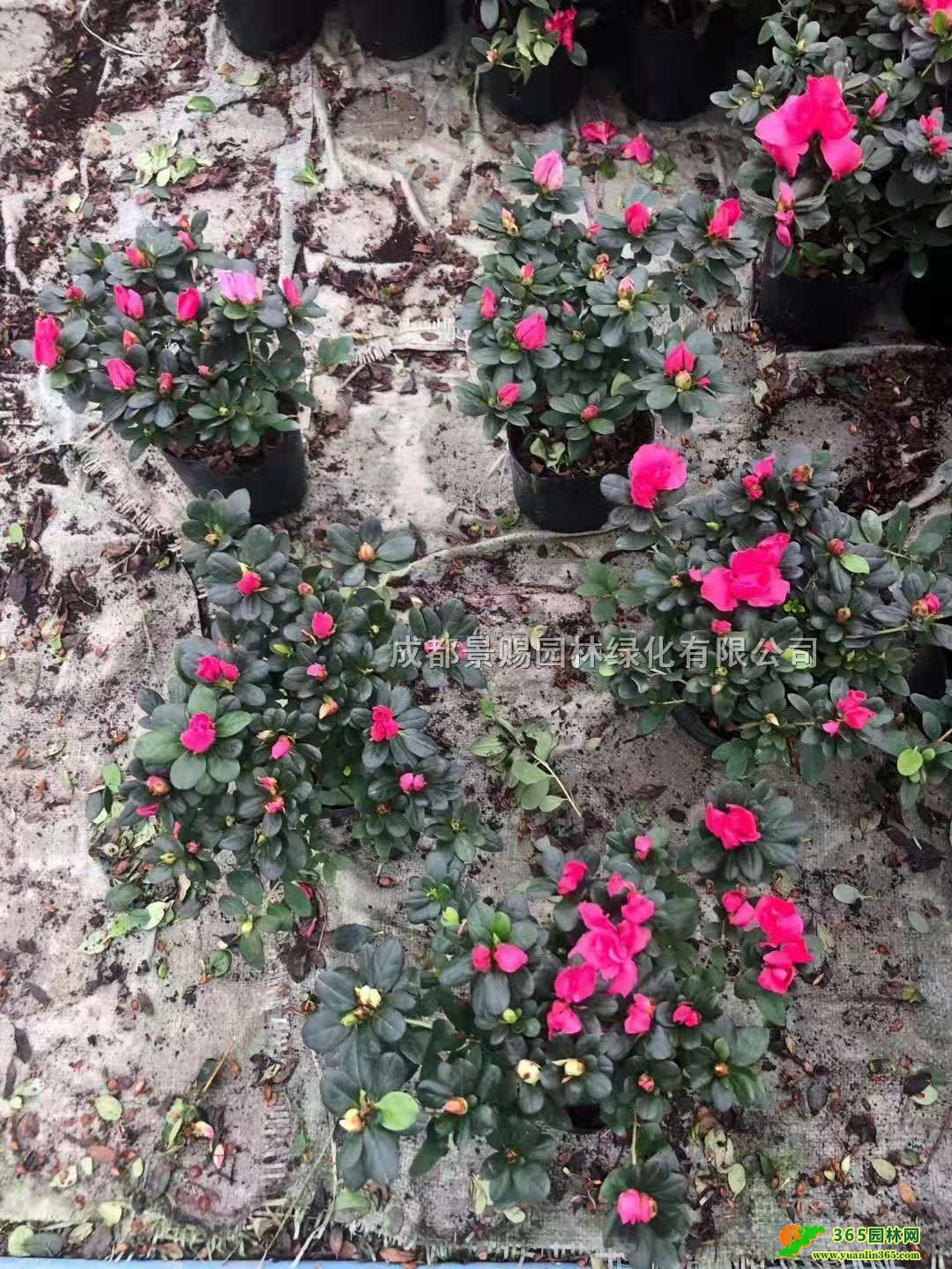 FNl(f)N߶20-25N