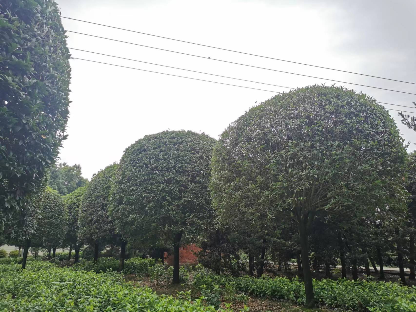 l10-15ֺØι18-20-25־Ʒ