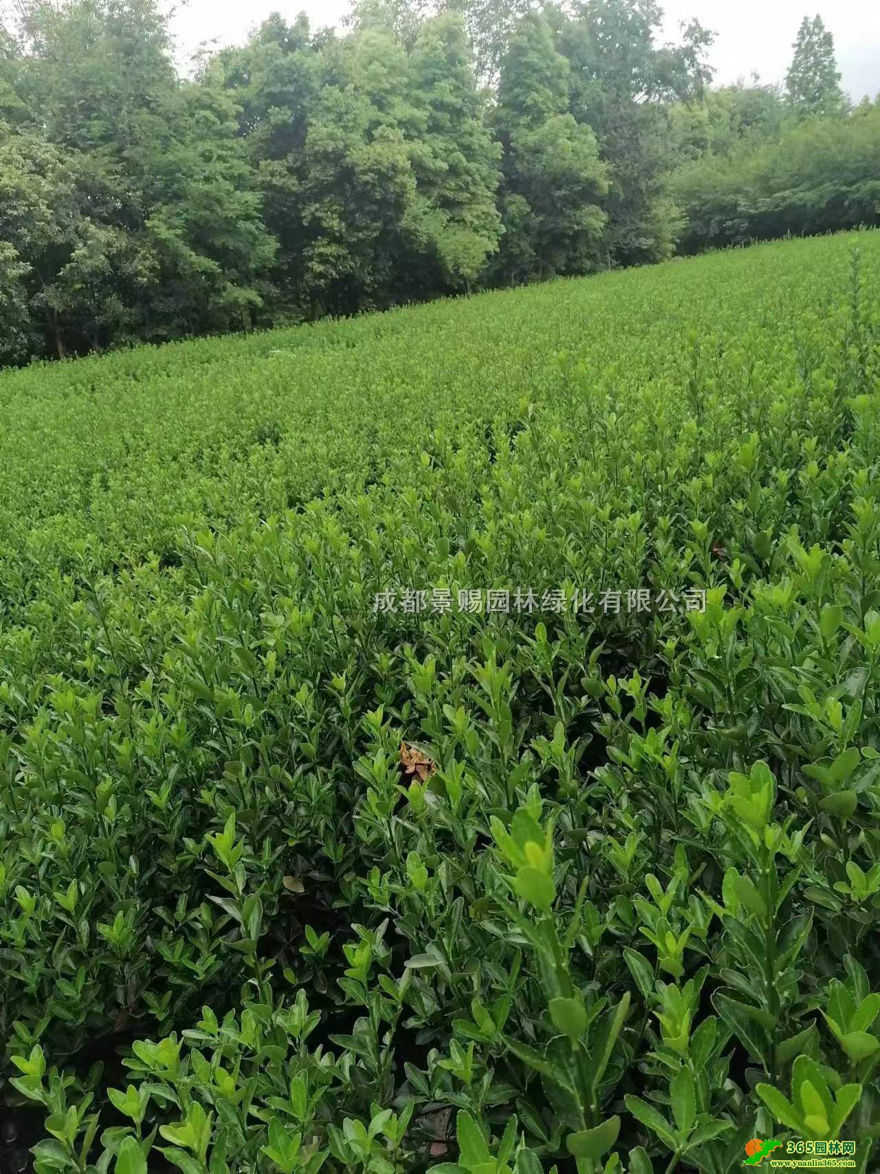 ؑcfl50-80f౭ءfGhr